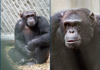 Шимпанзе-художник Майкл отметил 21-й день рождения 