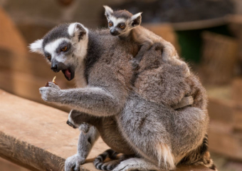 Сразу трое малышей лемура появились на свет в ростовском зоопарке 