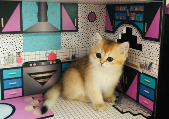 Рыжая бестия: рэпер Баста показал свою новую киску