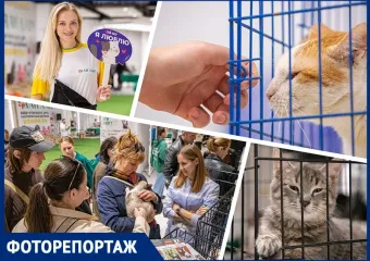 В Ростове 15 котов и кошек нашли новые семьи на фестивале «Дай лапу»
