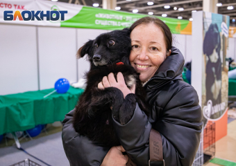 Хозяев для собак и кошек из приютов будут искать на фестивале «Дай Лапу» в Ростове
