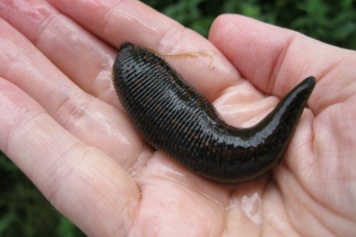 Врач-гирудотерапевт Толмачева Наталья Александровна  - 