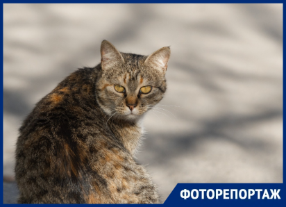 В Ростове коты холеные, мордатые, мартовские: показываем хвостатых и мордатых