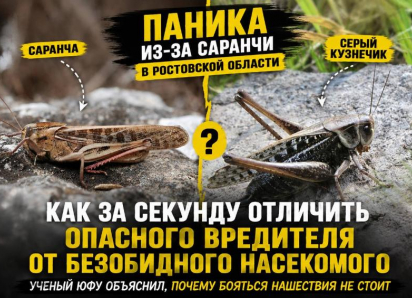Паника из-за саранчи в Ростовской области: как за секунду отличить опасного вредителя от безобидного насекомого