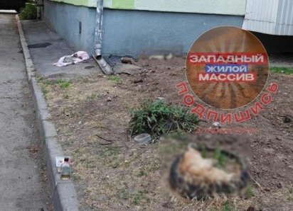 Кошки умирали за считанные минуты: жители Западного сообщили о новом массовом отравлении животных