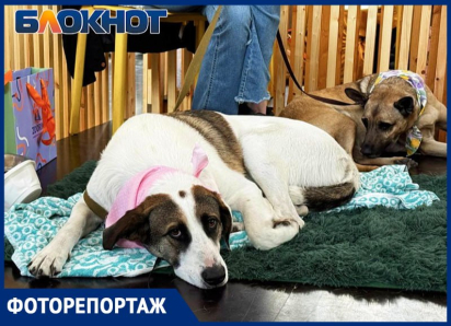 Один взгляд – и домой: как животные из приютов искали хозяев в Ростове – фоторепортаж