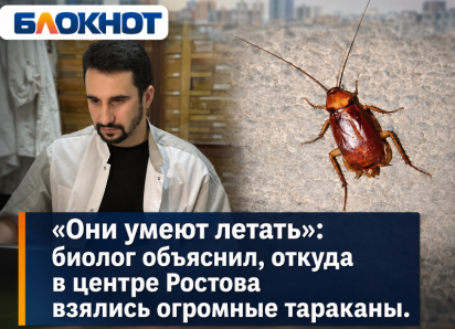 «Они умеют летать»: биолог объяснил, откуда в центре Ростова взялись огромные тараканы