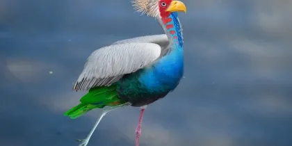 Посетителям ростовского зоопарка показали «птицу счастья» 1 апреля 