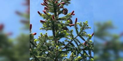 На набережной Ростова зацвели молодые ели 