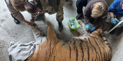 В зоопарке Ростова сделали маникюр пожилому тигру Артему