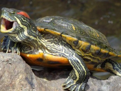 Подумайте дважды: в Ростовском зоопарке предупредили о последствиях содержания дома красноухих черепах