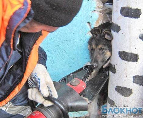 В Ростовской области спасатели освободили щенка, застрявшего в заборе