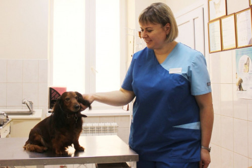 Льготную стерилизацию животных проведут в Ростовской области 26 января