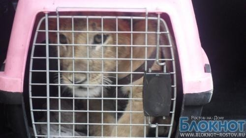 Замдиректора Ростовского зоопарка попалась на взятке при продаже львенка