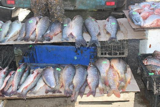 Больше центнера червивой рыбы изъяли в Ростове