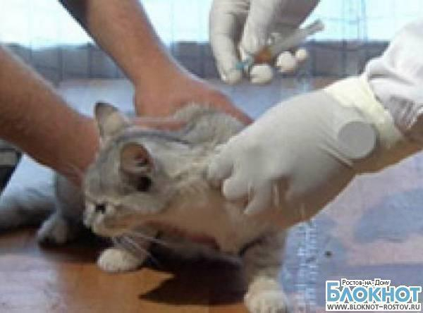 В Ростовской области у бездомной кошки, покусавшей человека, обнаружено бешенство