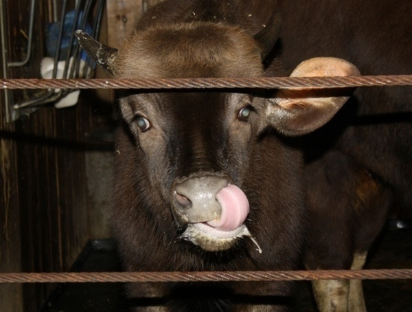 В Ростовской области у бычка зарегистрировано бешенство