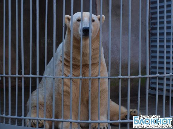 В зоопарке Ростова поселился белый медведь из Перми