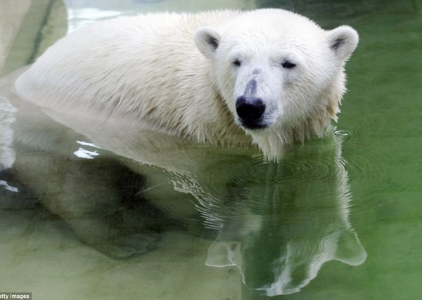 В ростовском зоопарке поселилась белая медведица Комета из Чехии