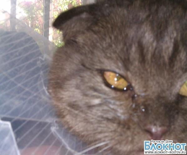 Ростовские ветеринары вставили коту искусственный хрусталик глаза