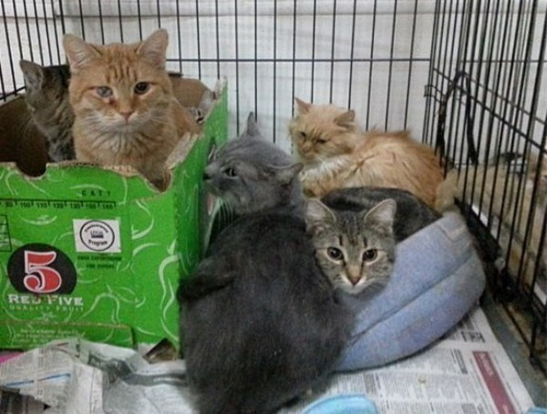 В Ростове после смерти пенсионерки в квартире остались запертыми 30 кошек