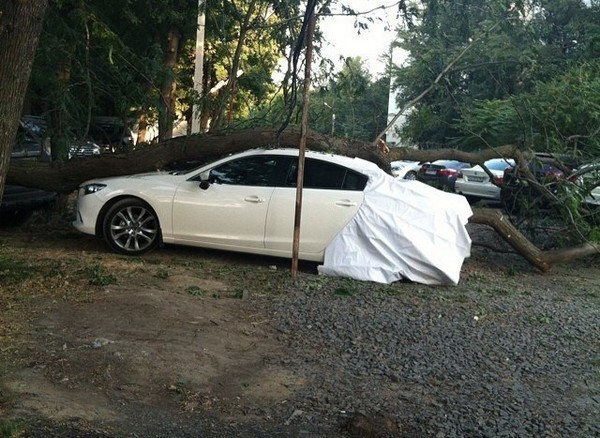 В Ростове дерево рухнуло на припаркованную на стоянке иномарку