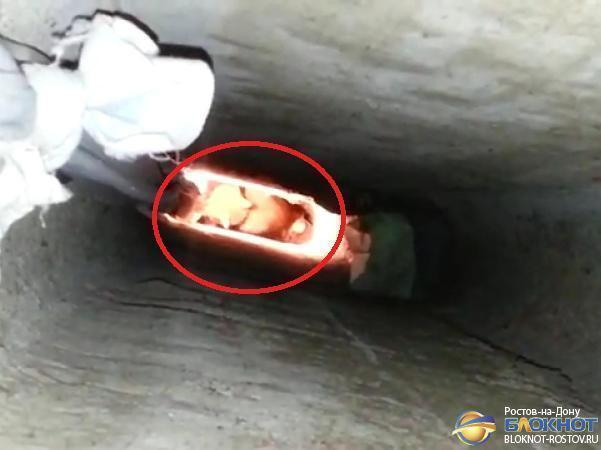 В Ростове в бетонном плену вентиляционной шахты почти месяц живет кот