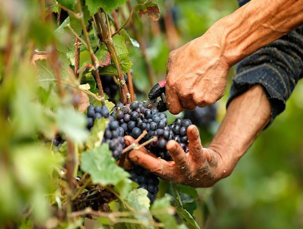 Финансирование виноградарства в Ростовской области увеличили до 40 миллионов рублей