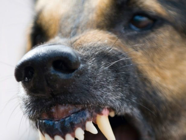 Агрессивная бродячая собака разорвала бедро молодому студенту во дворе Ростова