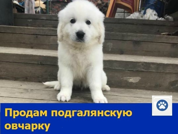Симпатичного щенка подгалянской овчарки с богатой родословной продают в Ростове