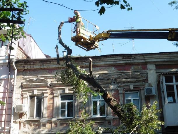 Ростовчане жалуются на начавшуюся вырубку деревьев в центре города