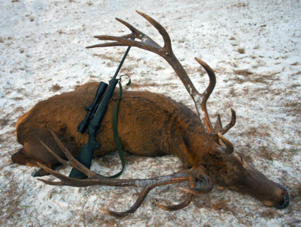 Трое браконьеров с тушкой убитого оленя попались разгневанным егерям в Ростовской области