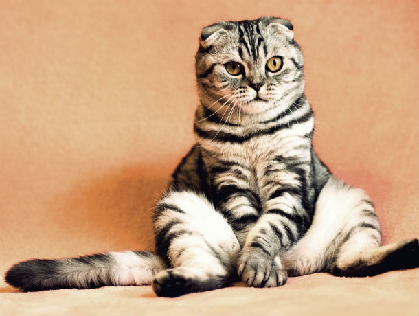 Мартовский кот: циничные ростовские ветеринары проведут стерилизацию домашних животных