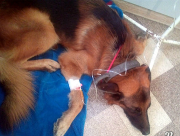 В Ростове убийцы отравили несколько собак ядом на палках