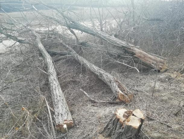 Жители хутора Веселый массово рубят деревья, чтобы помешать размещению экокомплекса