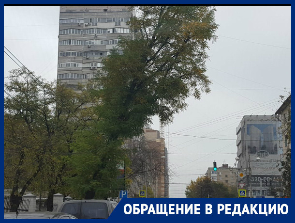 Ростовчане пожаловались на опасно нависшее над дорогой дерево
