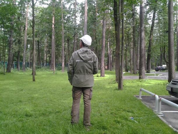 Дорожная фирма из Екатеринбурга пересчитает кусты и деревья в Ростове
