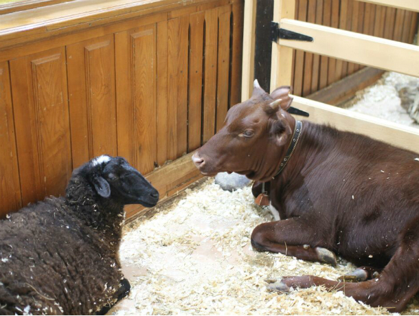 Необычная дружба между овцой и теленком зародилась в ростовском трогательном зоопарке