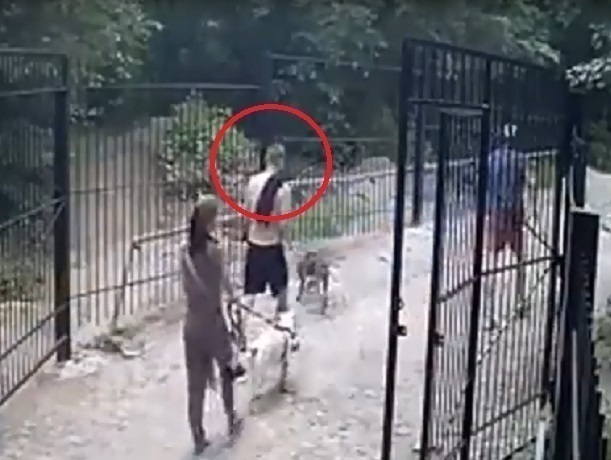 Владельцы бойцовских собак в Ростове свинтили камеру наблюдения и попали на видео