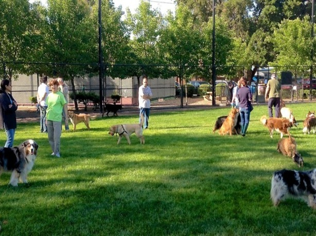 Активист-собаколюб требует создать бесплатные площадки для выгула четвероногих в парках Ростова-на-Дону