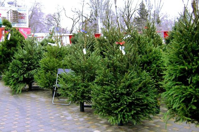 Четыре новогодние ярмарки и 33 елочных базара откроются в Ростове в декабре