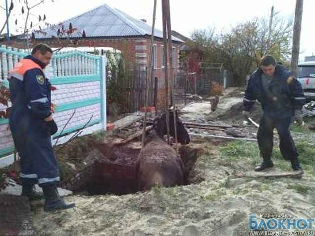 В Ростовской области лошадь вытащили из выгребной ямы
