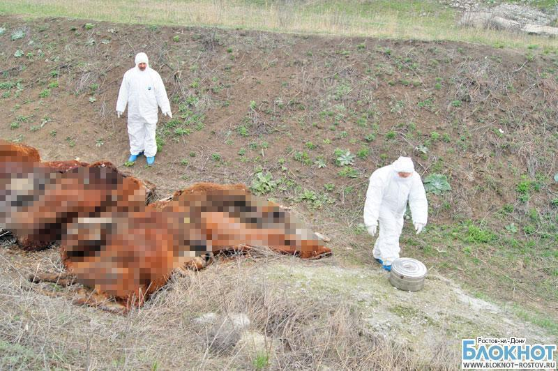В Ростовской области фермер заморил коров голодом до смерти