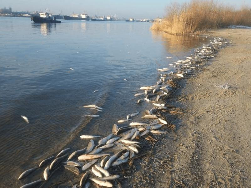 Прокуратура проводит проверку по факту гибели рыбы в Ростове