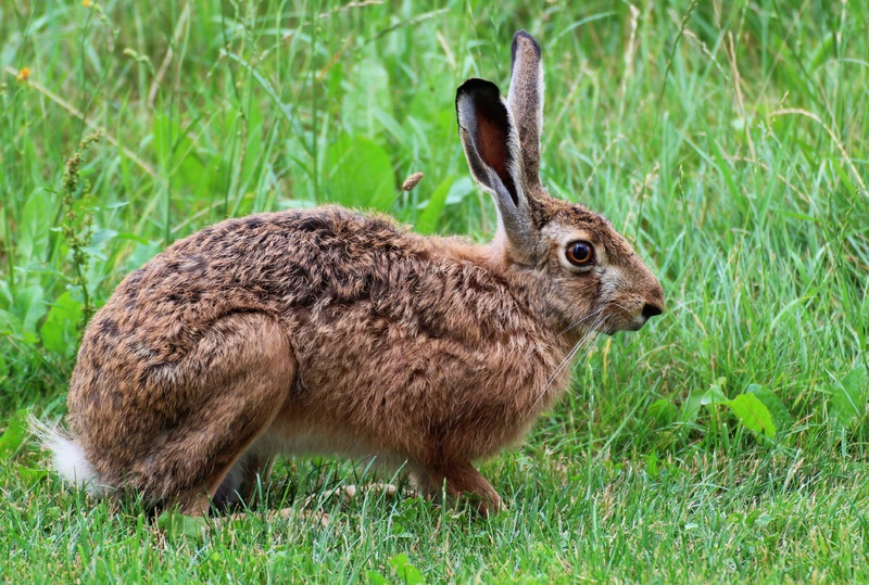В Ростовской области осудят агронома за массовую гибель зайцев-русаков от химикатов