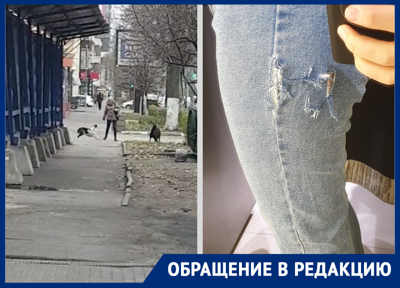 В центре Ростова на женщину напали агрессивные собаки