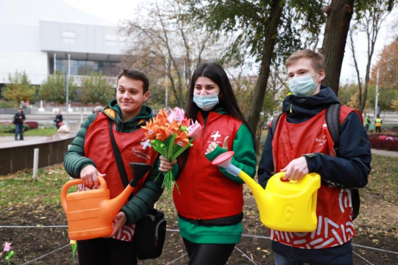Власти Ростова потратят на высадку тюльпанов 17 млн рублей
