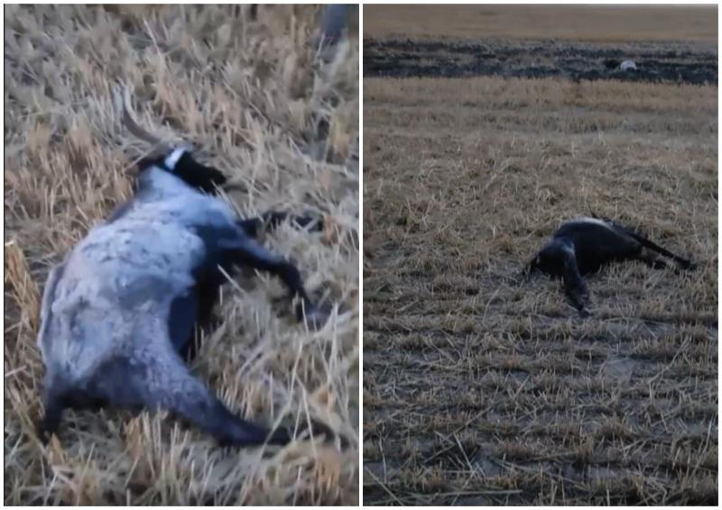 В Ростовской области за неделю произошел второй массовый падеж скота