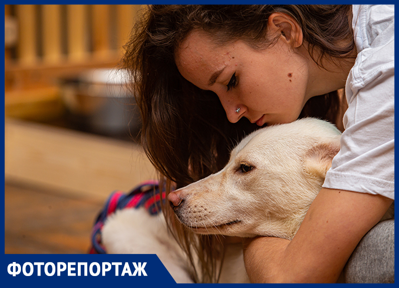 Ростовчане могут забрать собаку или кошку из приюта во время фестиваля животных