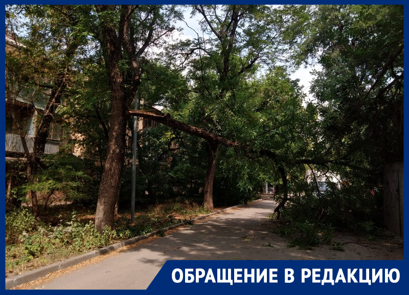 Жители Октябрьского района Ростова снова пожаловались на опасные деревья